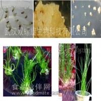高羊茅遺傳轉(zhuǎn)化實驗轉(zhuǎn)基因服務(wù) 武漢雙螺旋生物