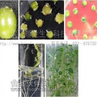 馬鈴薯轉(zhuǎn)基因?qū)嶒炇叶ㄖ品?wù)  植物轉(zhuǎn)化服務(wù)