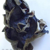 供應(yīng)植物提取物 黑木耳提取物