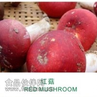 紅菇，正紅菇，真紅菇，大紅菇，紅椎菌，大朱菇