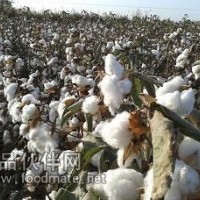 石家莊高產(chǎn)抗病棉花種——華農(nóng)16號(hào)
