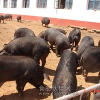黑豬肉 就在舌尖中國