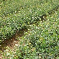 省林科院認(rèn)定的湘林以及三華系列高產(chǎn)油茶苗