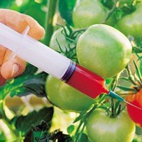 食品轉(zhuǎn)基因檢測服務-食品檢測-檢驗報告