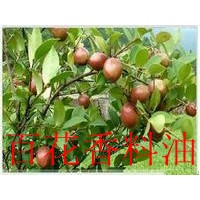 廠家供應(yīng)精煉食品級(jí) 山茶油  野山茶油