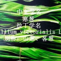 寒蔥山野菜供應