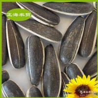 內(nèi)蒙古產(chǎn)地葵花籽