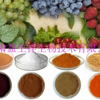 萵苣粉 噴霧干燥 萵苣果蔬粉