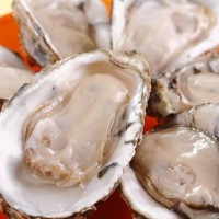 深圳進(jìn)口法國(guó)的生蠔需要注意的事項(xiàng)