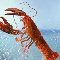 大龍蝦一般貿易進口操作指引