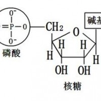 嬰幼兒食品和乳品中核苷酸的檢測(cè)