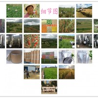 竹茹提取物廠家水溶竹茹粉