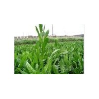 植物生長調(diào)節(jié)劑、土壤改良劑檢測