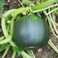 菜瓜檢測(cè)項(xiàng)目,菜瓜農(nóng)藥殘留檢測(cè)報(bào)告