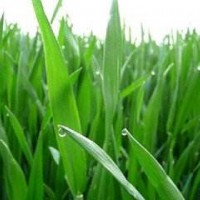 大麥苗粉 99% 噴霧干燥