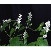 荊芥粉 荊芥濃縮粉 荊芥噴霧干燥粉