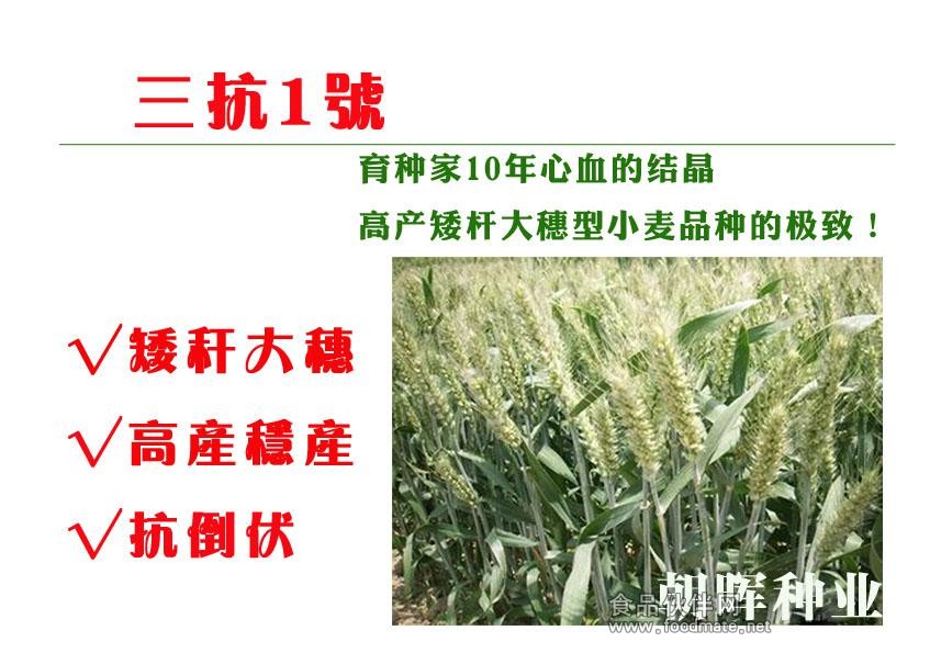 高產(chǎn)小麥種子 三抗1號