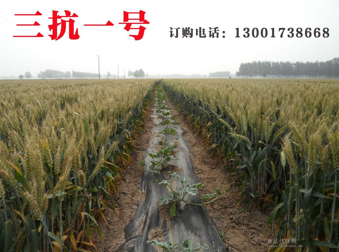 高產(chǎn)小麥種子 三抗1號