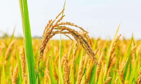 研究揭示水稻miRNA和花粉發(fā)育的表觀遺傳調(diào)控機(jī)制