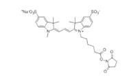 蛋白質(zhì)、多肽、核酸等生物分子標記染料解決方案----Lumiprobe(5)|高校教學(xué)與科研實驗|上海西寶生物科技有限公司-咨詢電話：400-021-8158