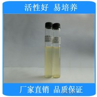 白色念珠菌[ATCC90028][白假絲酵母]標(biāo)準(zhǔn)菌株
