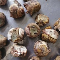 毛蛋凍干機寵物食品加工凍干機