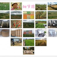 當(dāng)歸提取物廠家供應(yīng)