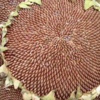 葵花粕進(jìn)口清關(guān)
