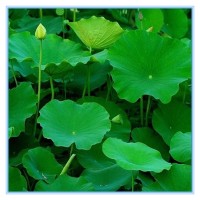 荷葉提取物 全水溶噴霧干燥粉 可免費(fèi)提供樣品試用
