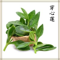 穿心蓮提取物 全水溶?chē)婌F干燥粉末 資質(zhì)齊全 可提供小樣