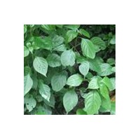 木瓜葉提取物-廠家  木瓜葉浸膏