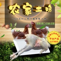 板凍蛋雞老母雞批發(fā)|凍貨白條雞廠家|山東冷凍雞產(chǎn)品供應(yīng)
