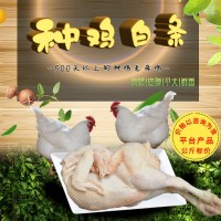 凍貨老母雞批發(fā)|冷凍白條雞生產(chǎn)廠家|山東有路食品
