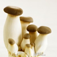 杏鮑菇提取物
