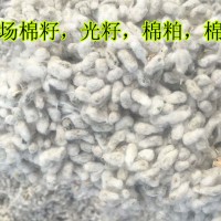 棉花光籽，棉籽仁,牧草毛籽,藥用食用棉花子，帶毛棉籽
