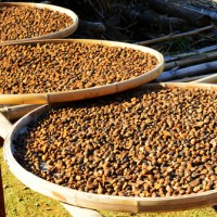 油茶籽營養(yǎng)檢測農(nóng)藥殘留檢測重金屬檢測報告