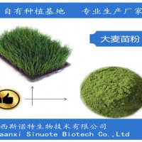 大麥苗粉99% 大麥苗汁粉 富含膳食纖維 廠家價格優(yōu)惠