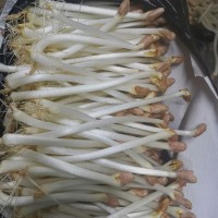 新鮮花生芽，花生芽干制