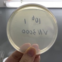 微生物去除 微生物檢測(cè)  控制食品微生物污染超標(biāo)