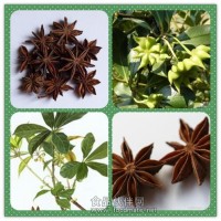 八角茴香濃縮粉 莽草酸