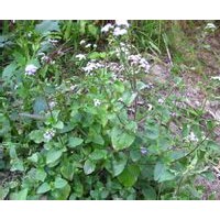 勝紅?提取物
