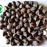 元寶楓籽油 天然神經(jīng)酸5%