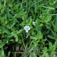 假馬齒莧提取物 過長沙提取物 白花豬母菜提取物