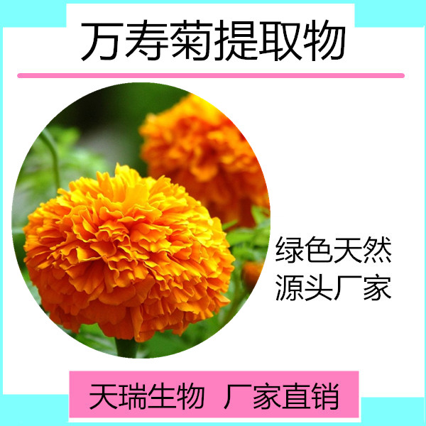 萬(wàn)壽菊_副本